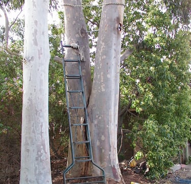 rod bracing of eucalypt splitting at base