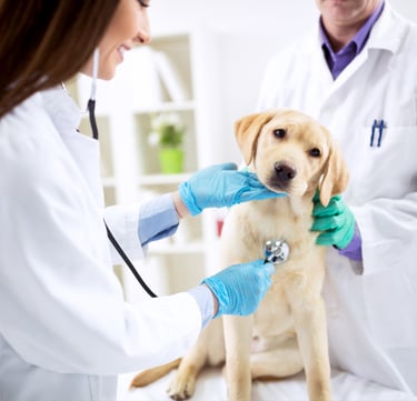  TKEL veterinario a domicilio  en Espartinas Sanlúcar umbrete olivares salteras valencina de la concepción tomares Gines Borm