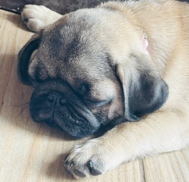 Este cachorro duerme de forma placentera porque está sano y saludable