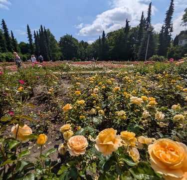 Blooming rose garden in Szczecin