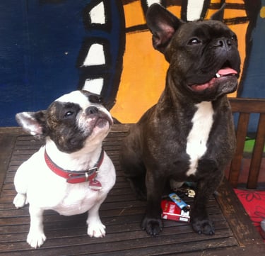 zwei Bulldoggen sitzen auf einen Tisch