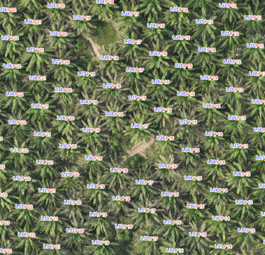 palms inside the cultivation with nomenclature