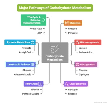 carbohydrate_metabolism_major_pathways
