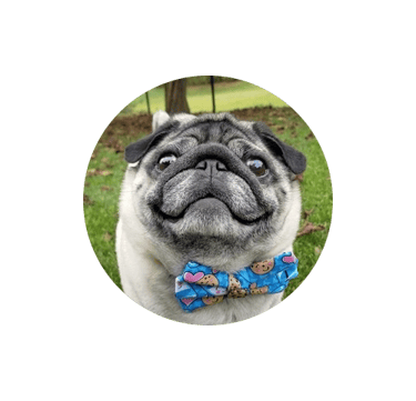 profile picture for a review shows a pug dog