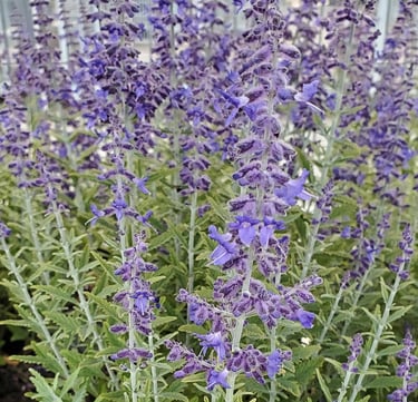 Close-up of vibrant Russian Sage flowers with purple blooms and silvery-green foliage in a garden.