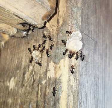 traitement au gel des fourmis charpentières