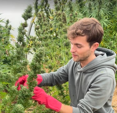 Ferme de Belon : Serre de CBD, manucure de CBD, cbd shop
