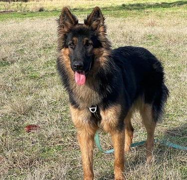 séance d’ecole du chiot en petit groupe chez activ canin à gironde