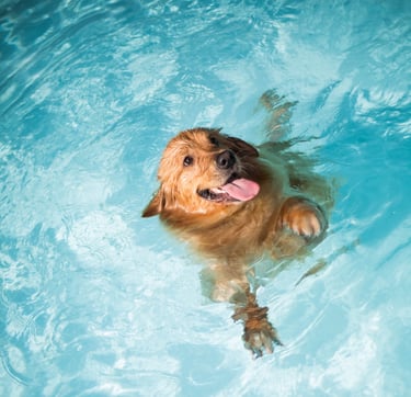 cachorro se divertindo na piscina