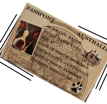 Yoki's pet passport mockup.