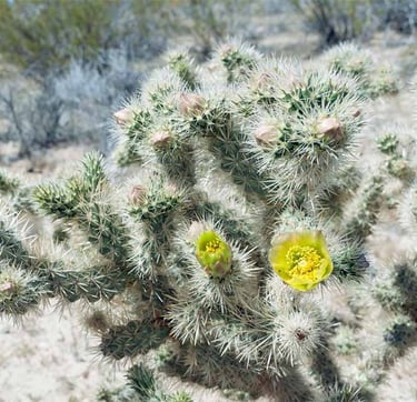 one Cane Cholla cactus with a yellow flower and white thorns