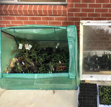 a table with seeding seeding plants in a greenhouse