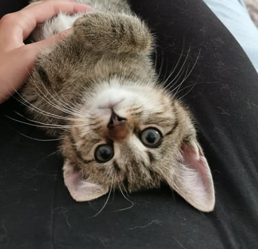 Bild von Deku (Katze)