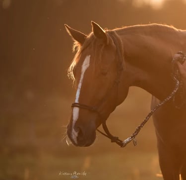 Bild von HighPi (Pferd)