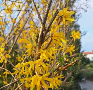 multiple Forsythia bushes with yellow flowers