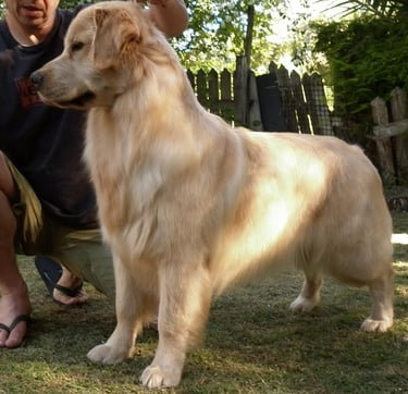 adiestrador PROFESIONAL UBA