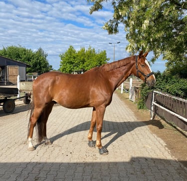 Bild von Beniro (Pferd)