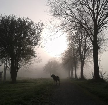 a dog standing in the middle of a field