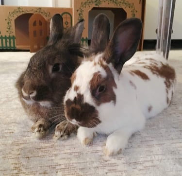 Click to learn about how you can help rabbits