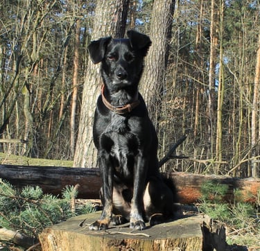 Bild von Yolo (Hund)