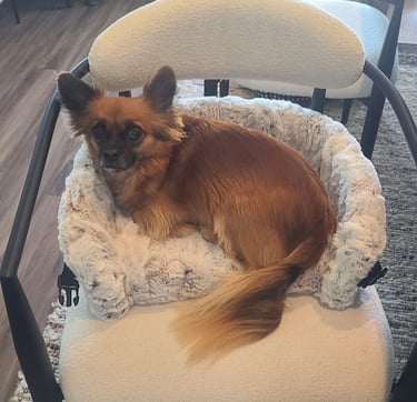 Rose in Furr Lap, Pet Lap Bed, in chair