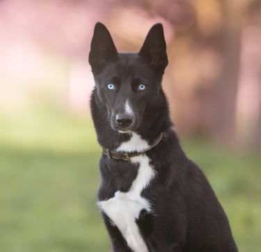 Bild von Nayeli (Hund)