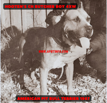 APBT HOOTEN'S CH "BUTCHER BOY" (4XW) GAMEDOG