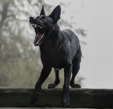 Aggressive black German Shepherd dog barking working pet photography in wakefield