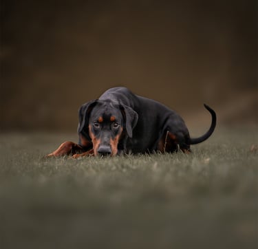 A Doberman Pinscher dog lying down on grass in a moody pet photography in wakefield
