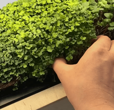 Verde Brota | com até 200 X mais nutrientes