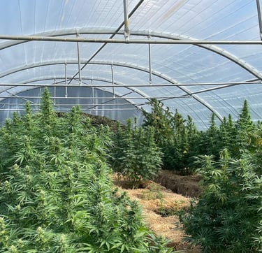 Ferme de Belon : Serre de CBD champs cannabis à visiter pour tourisme, cbd shop