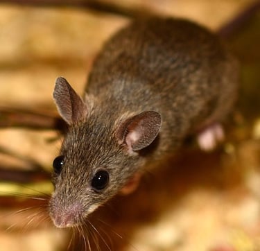 comment se débarasser des rats, dératiseur montélimar, extermination de souris