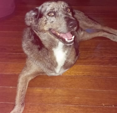 JonJon the therapy dog at Your Mind Redesigned Hypnotherapy