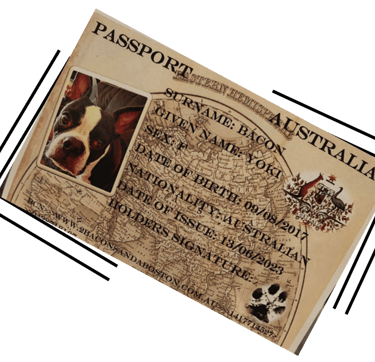 Yoki's pet passport mockup.
