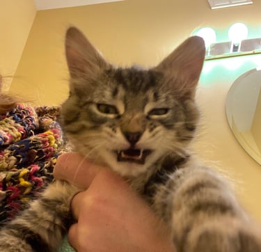 Fun pet bandana business features funny image of adorable tabby kitten with a post-sneeze snarl