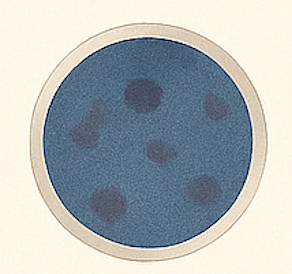 Donovanosis petri dish illustration
