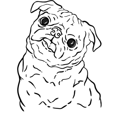 A Curious Black Pug