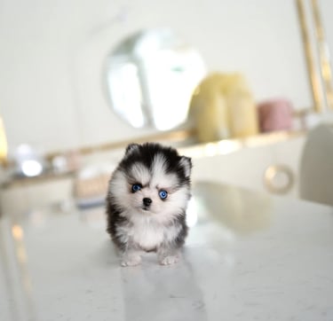 Pomsky Puppies for Sale