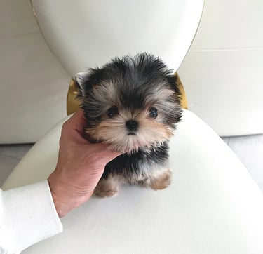 Morkie Puppies for Sale 
