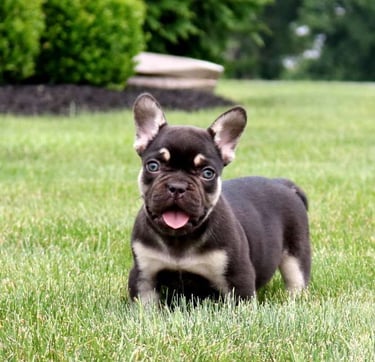 French Bulldog Puppies for Sale