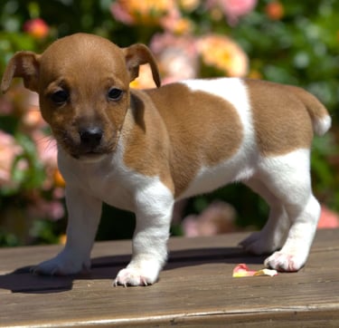Jack Russell puppies for sale
