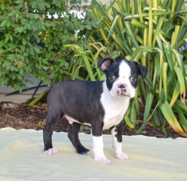 Boston Terrier Puppies for Sale