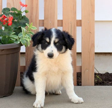 Border Collie Puppies for Sale
