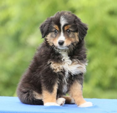 Australian Shepherd Puppies for Sale