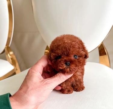 Poodle Puppies for Sale