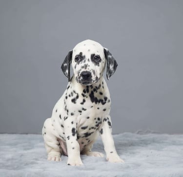 Dalmatian Puppies for Sale