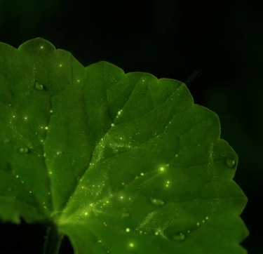 Centella Asiática de Jeju, ingrediente estrella 100% natural de los productos skincare coreano Riman