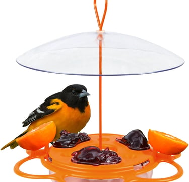 A Baltimore oriole eating grape jelly and orange slices from an orange hanging bird feeder.