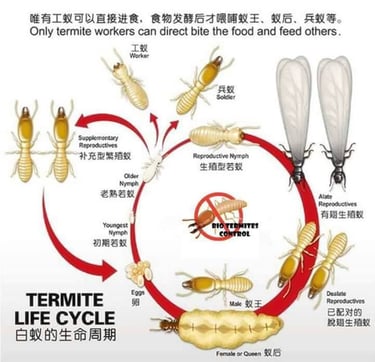 Comprehensive termite life cycle diagram showing the development from eggs to workers, soldiers, and