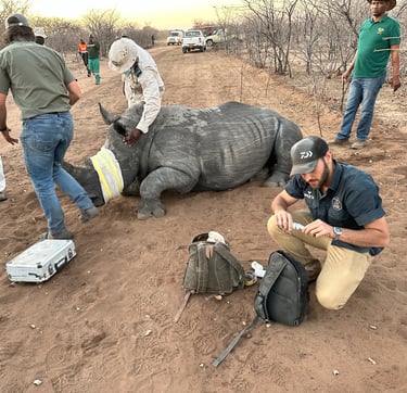 the veterinary team preparing an immobilized young rhino for loading and transportingrhino for  